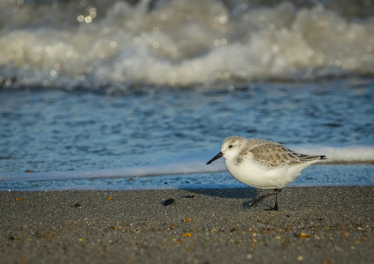 a small bird is standing on the sand by the water