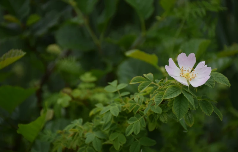 a pink flower sits on the top of a tree nch