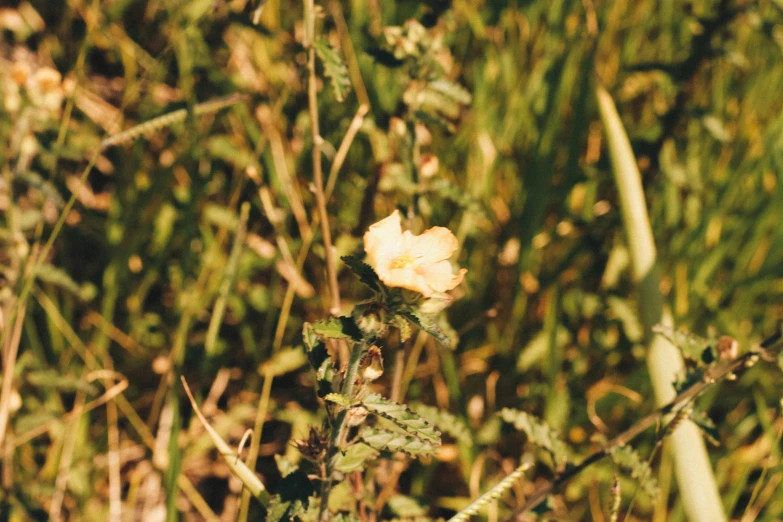 small white flower that is growing in the grass