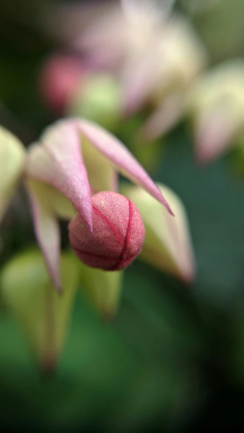 close up of pink flowers with green and white leaves