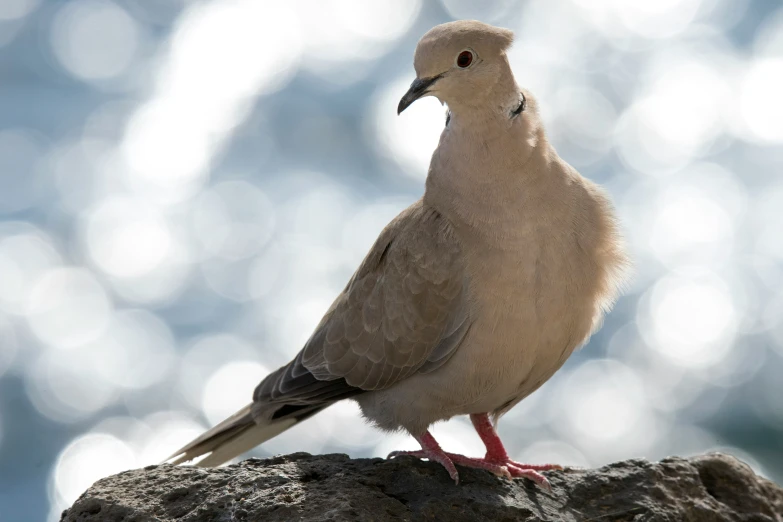 a small bird perched on top of a rock