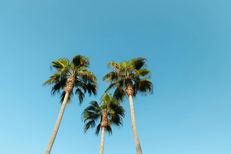 some trees are standing next to each other on the beach