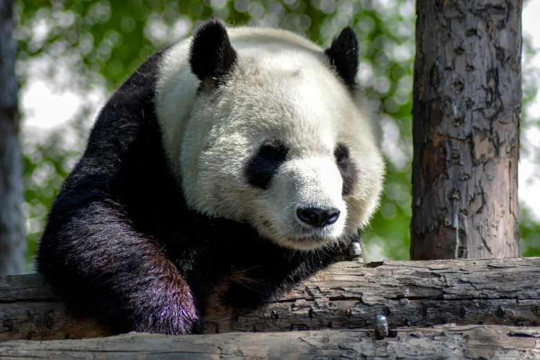 a panda bear rests in the nches of a tree