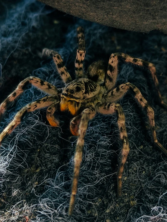 a spider on some grass on a rock