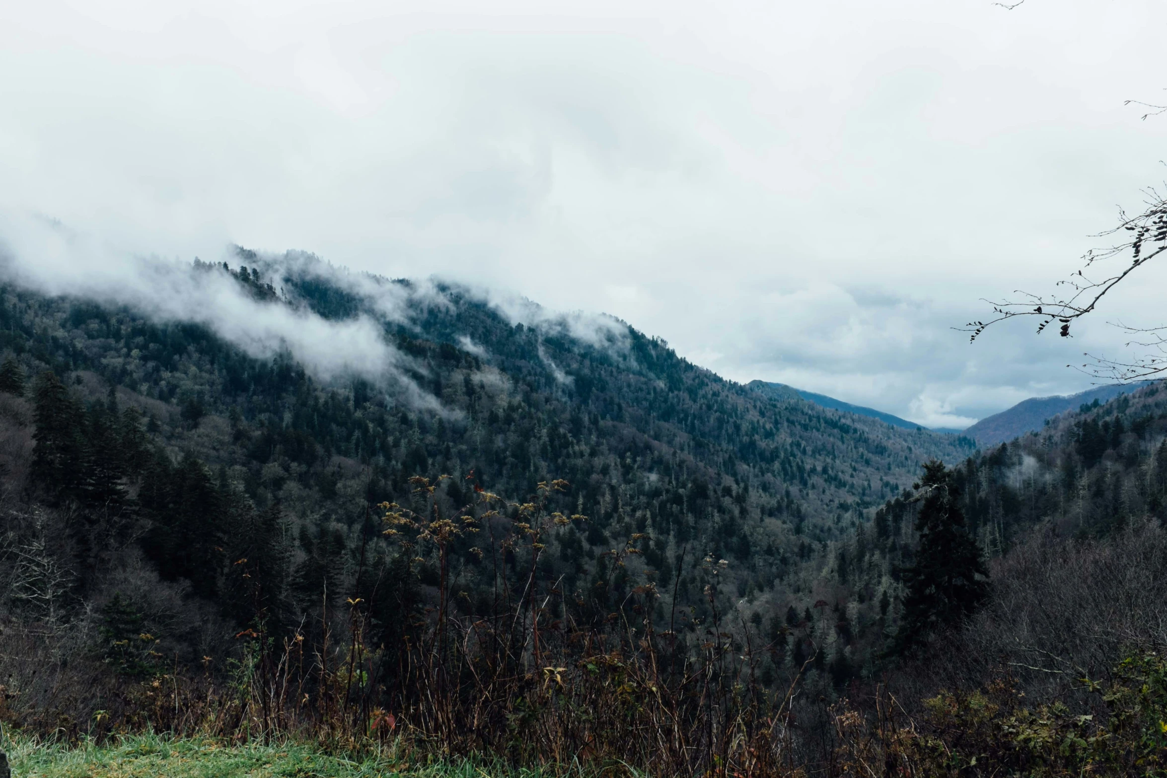 a forest covered in fog with a sky background