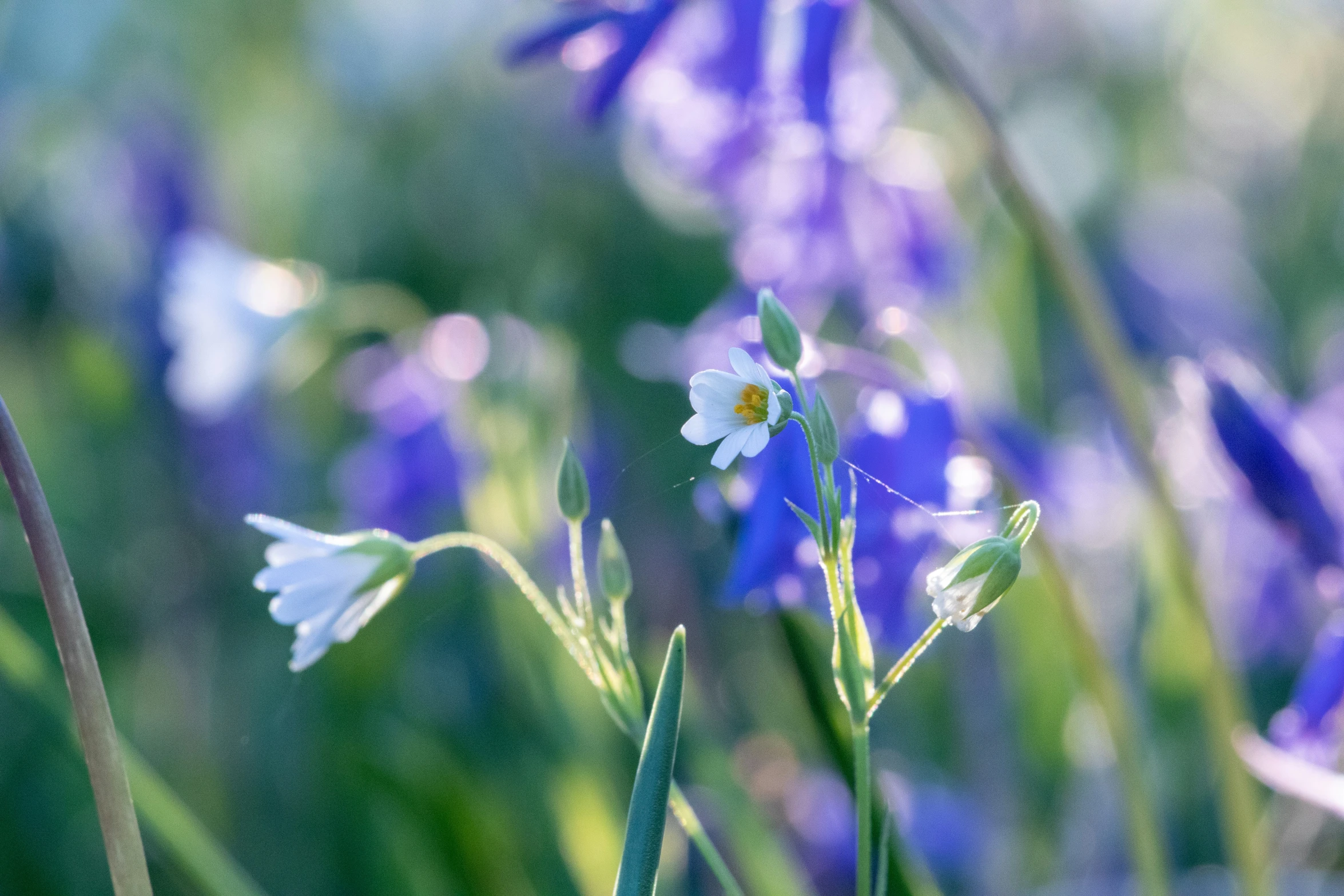 purple and white flowers growing in the tall grass