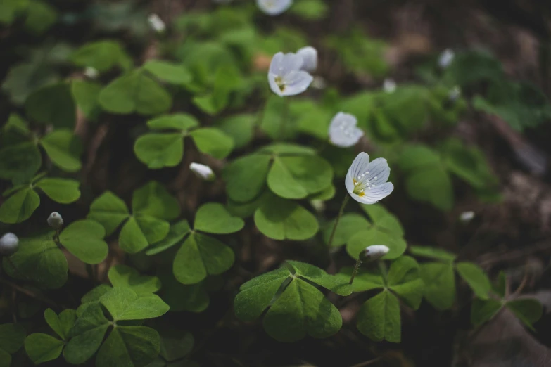 two white flowers blooming through the midst of green