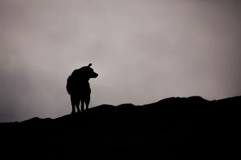 a black and white po of a horse standing on top of a mountain