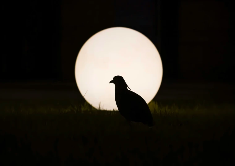 a large bird sitting in the sun at night