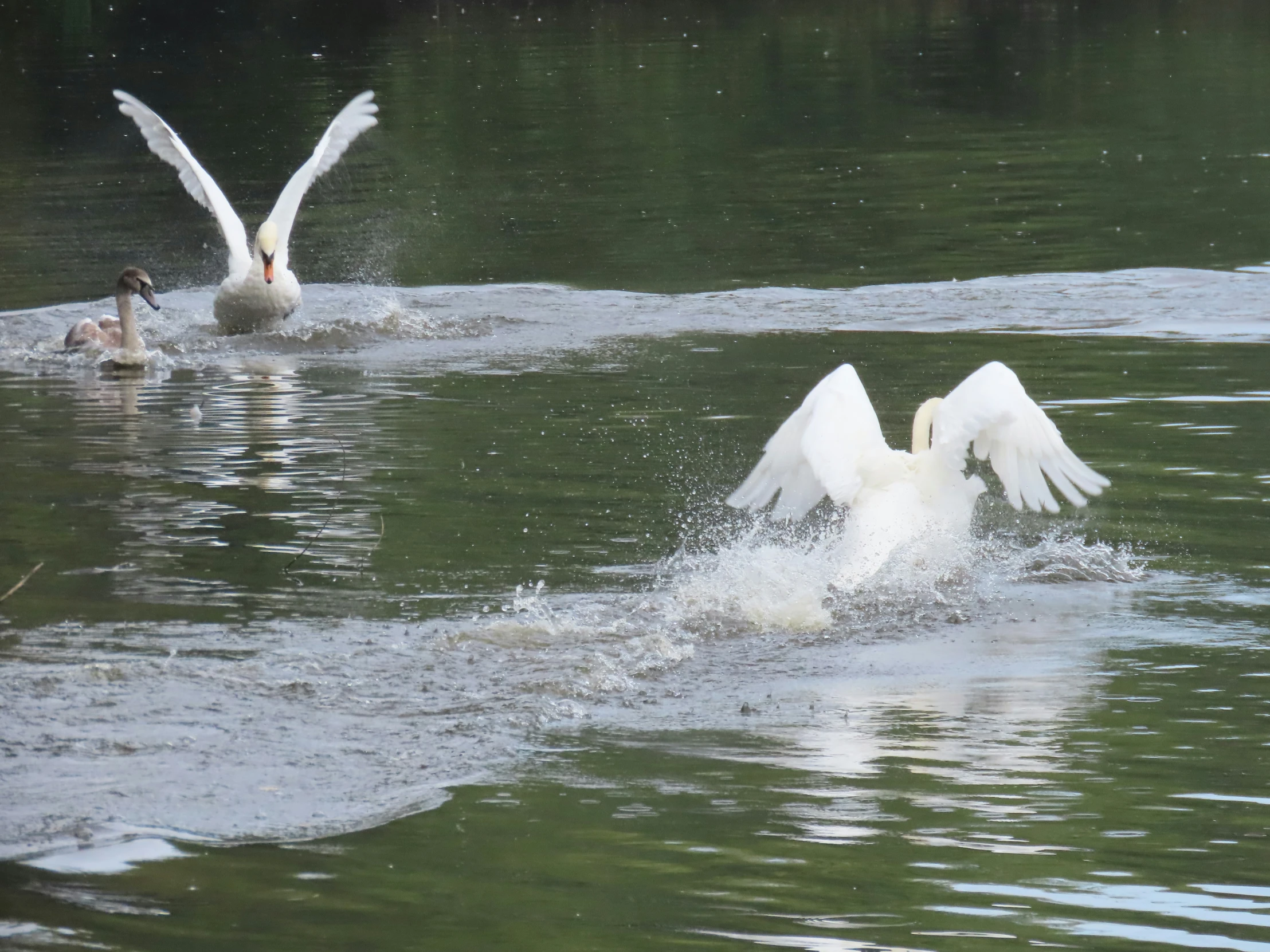 a pair of swans fight in a river