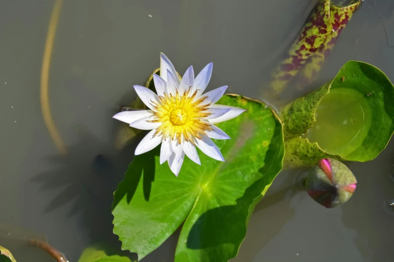 closeup image of white flower on green leaf