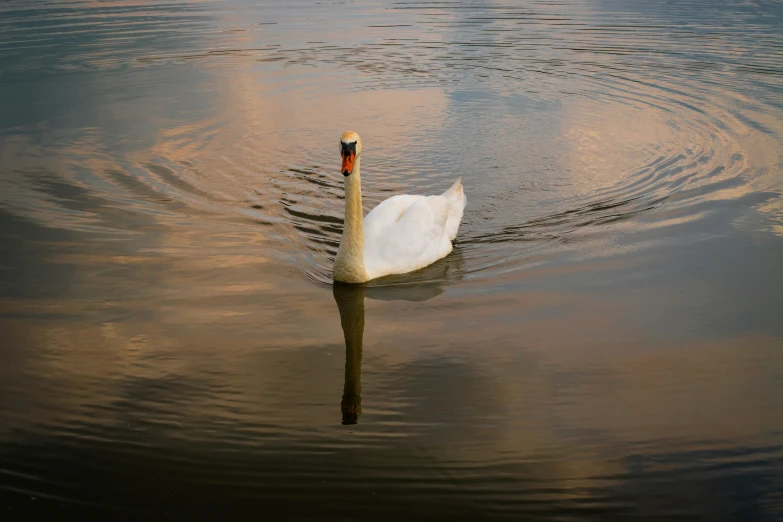 the swan is swimming down the lake near shore