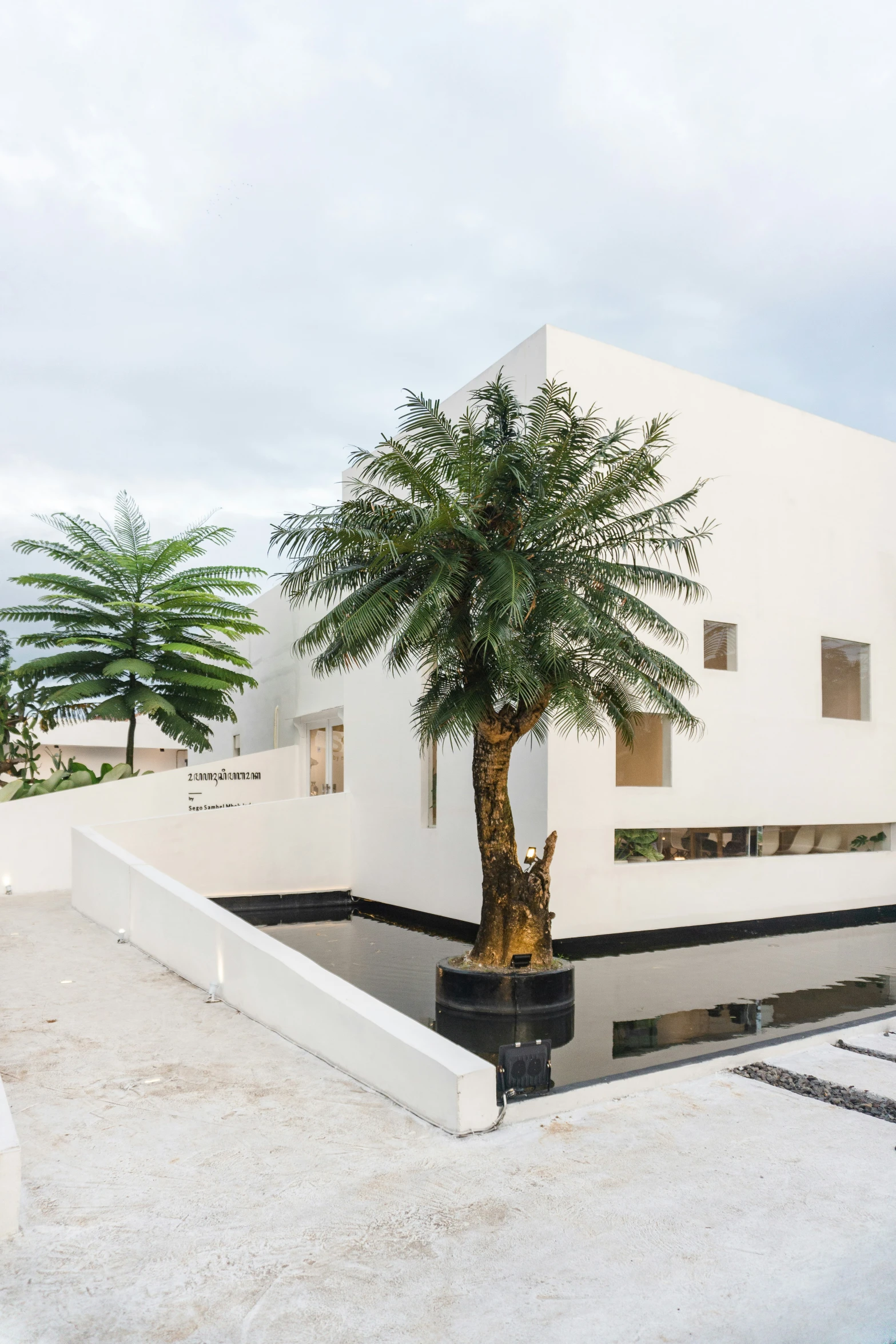 a palm tree is placed in a pot outside a white building