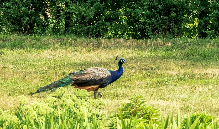 a peacock in a field of high grass with trees in the background