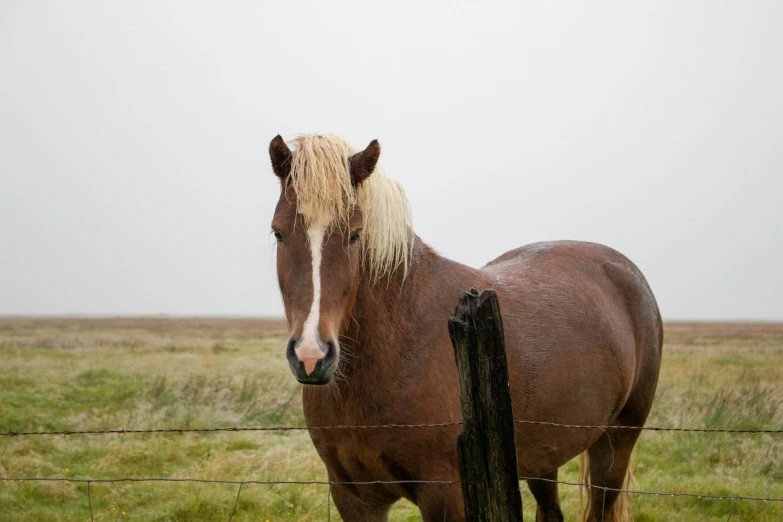 a large horse standing next to a wooden fence