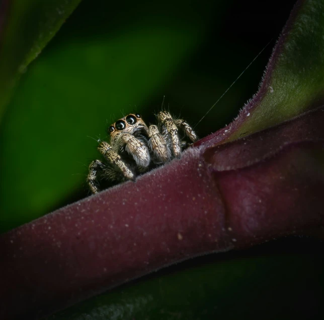 there is a brown and black insect on the flower