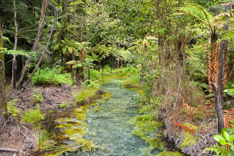 a river is running through a forested forest