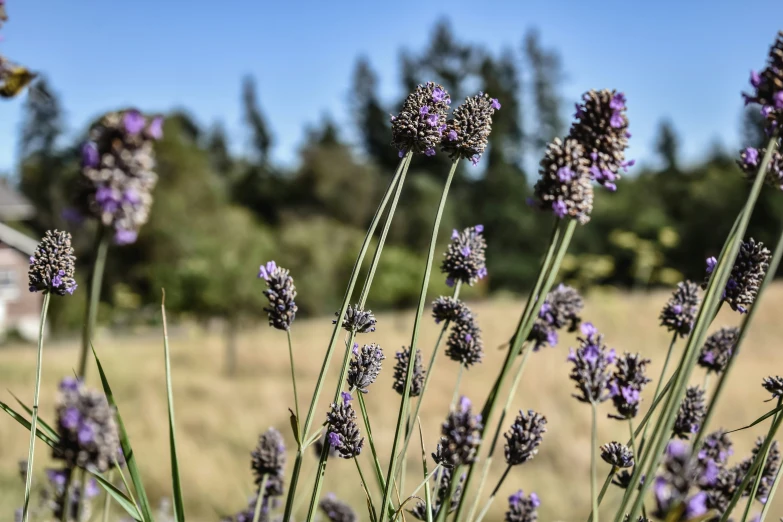 small purple flowers in the foreground, and an insect flying overhead