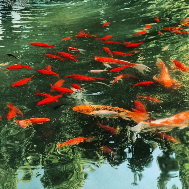 the pond of small carp fish is filled with water