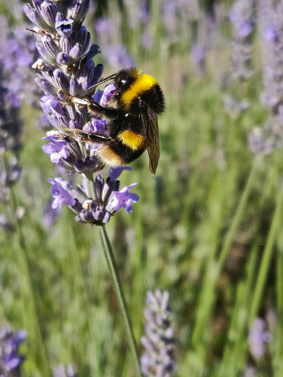 a bee sitting on a lavender flower in the sun