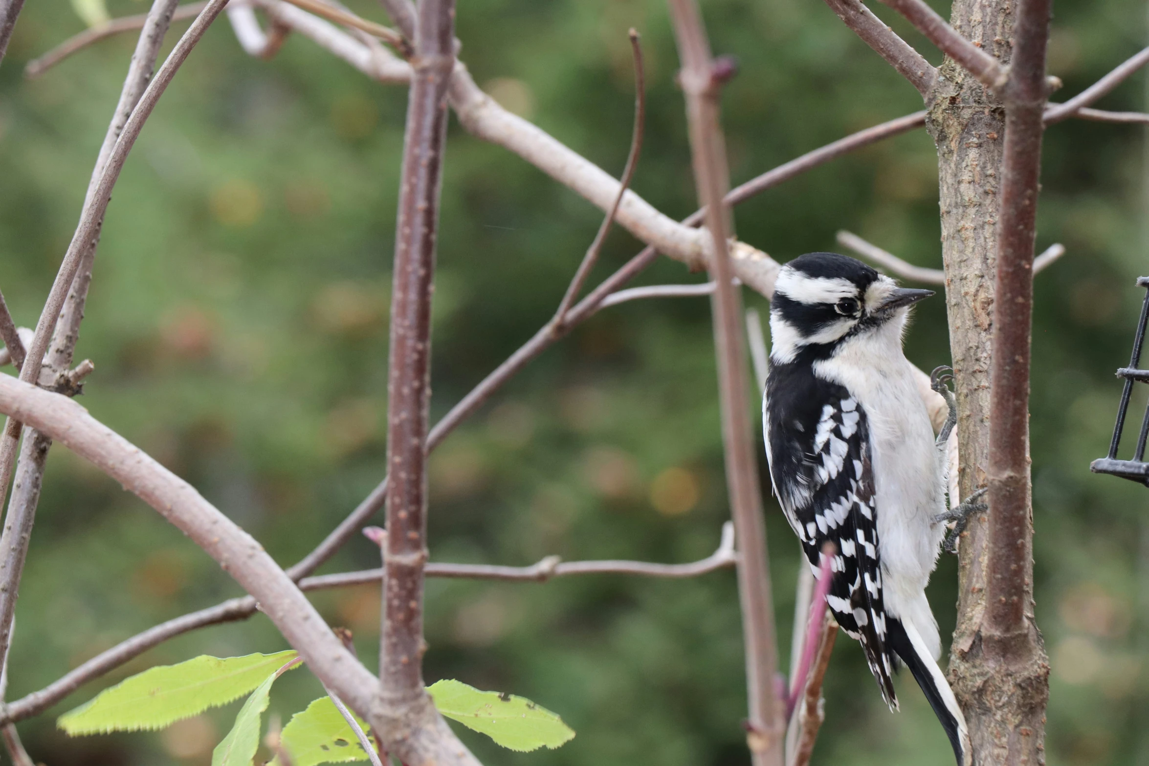 the bird sits on the tree next to the bird feeder