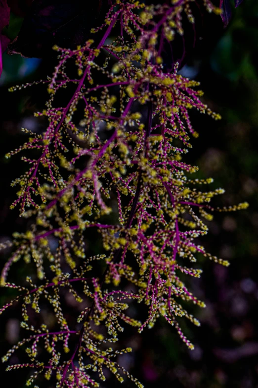 the flowers are bright purple and pink