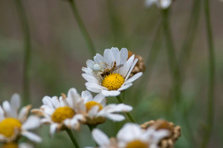 bee on white flower in grass with yellow center