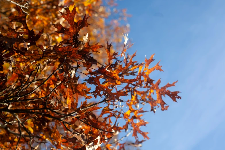 yellow and red fall leaves blowing in the wind