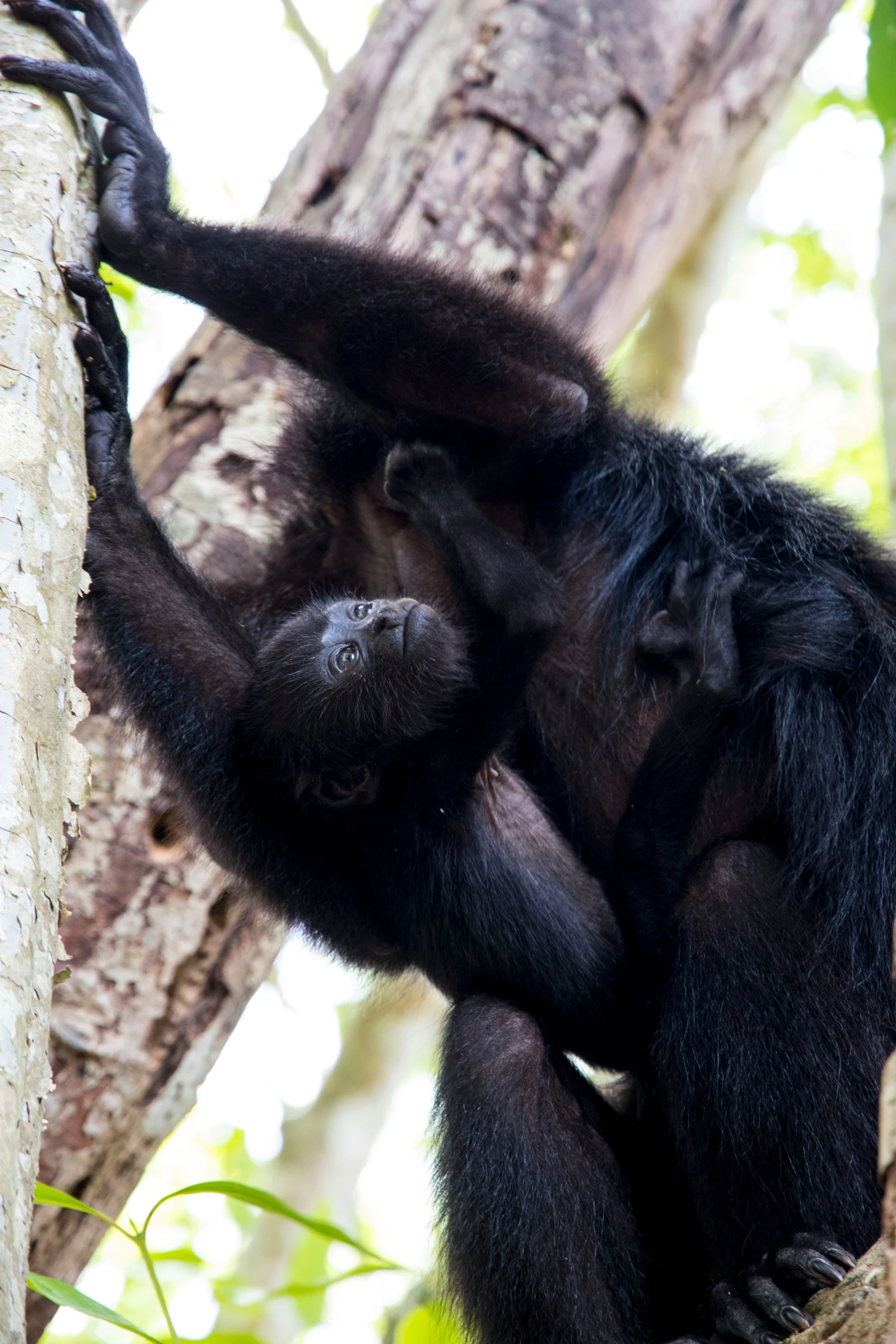 an animal that is in the tree leaning on a nch