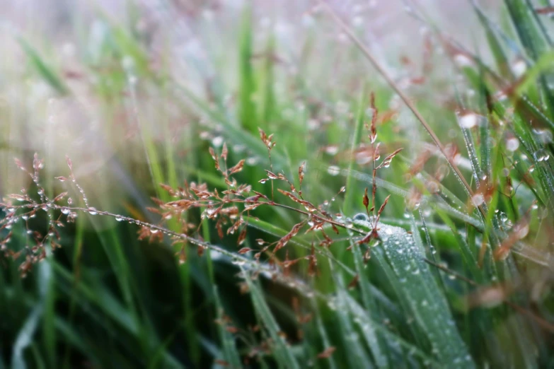 dew on grass with blurry background during the day