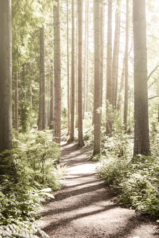 the pathway has a few large trees on it