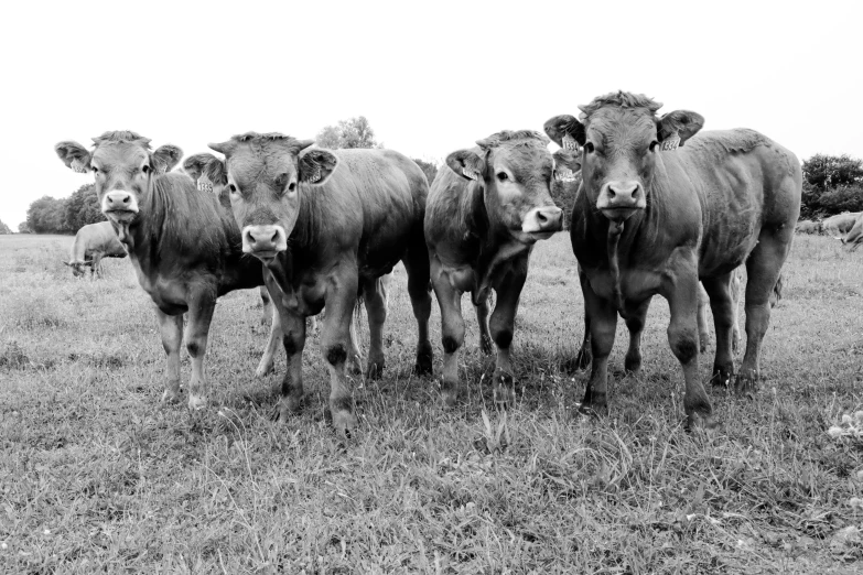 a group of cows stand together in the grass