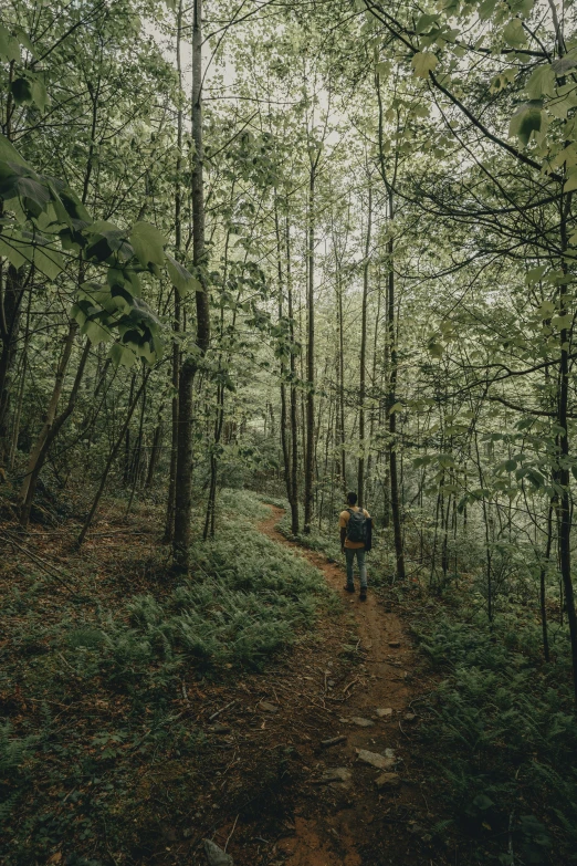 a man walking on a trail through the woods