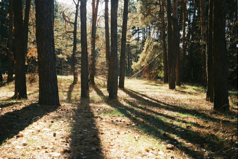 a light shines through the shadows of trees in the woods