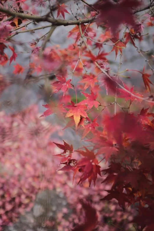 autumn colors in a park with tree nches