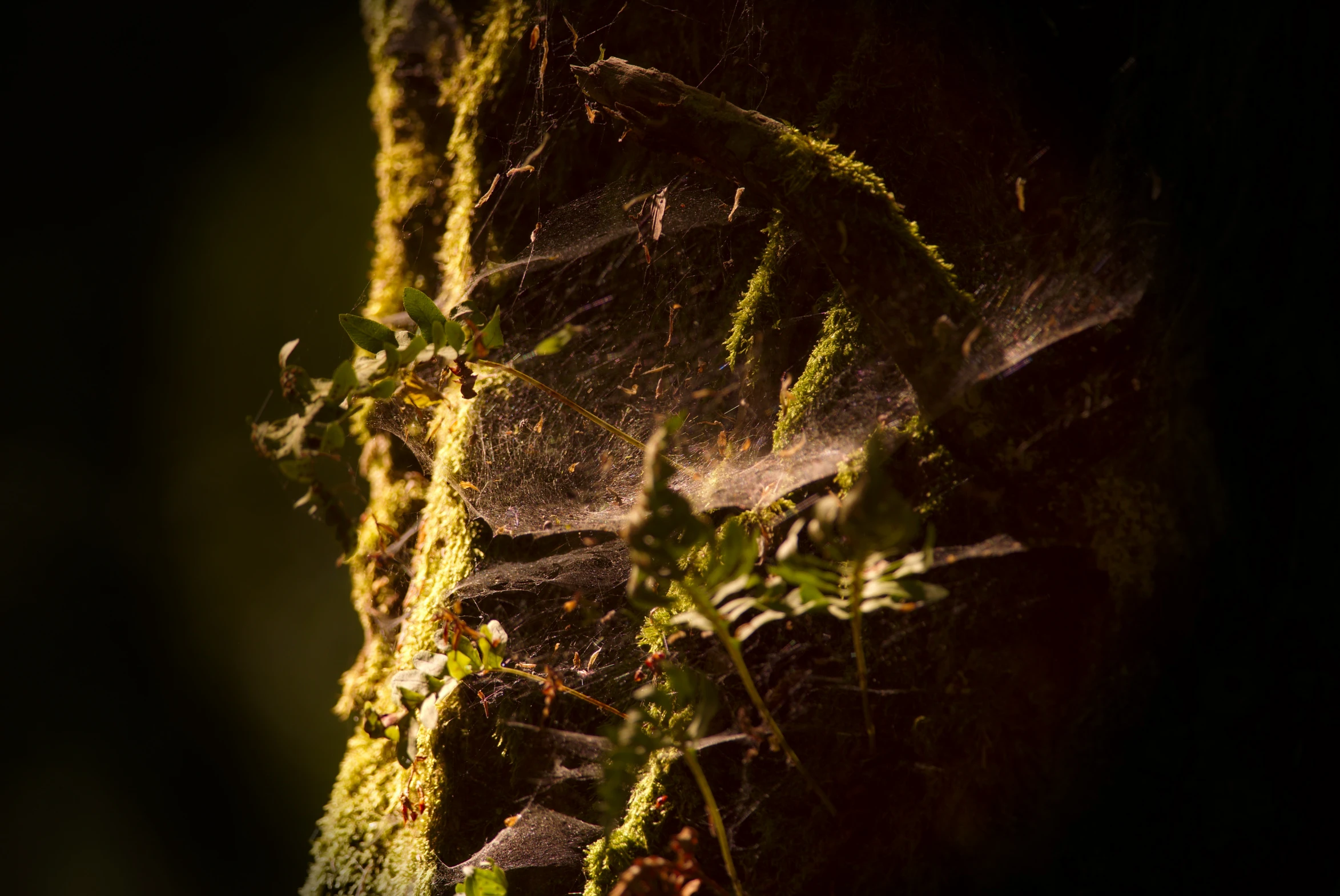 a close up of a mossy rock wall