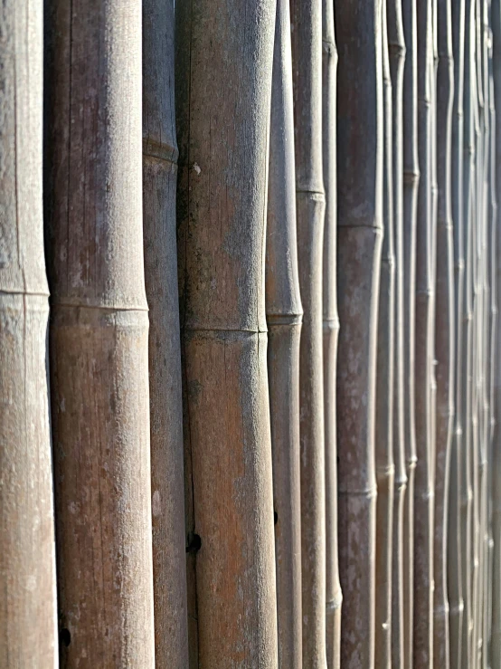 the view of tall bamboo poles near each other