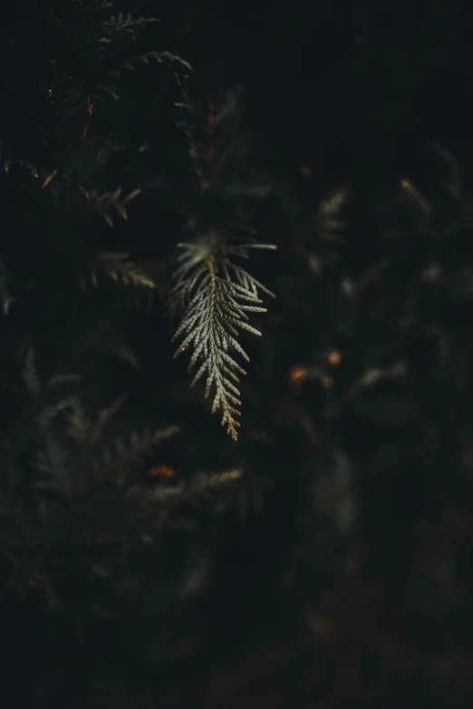 the top of a tree nch with lots of light