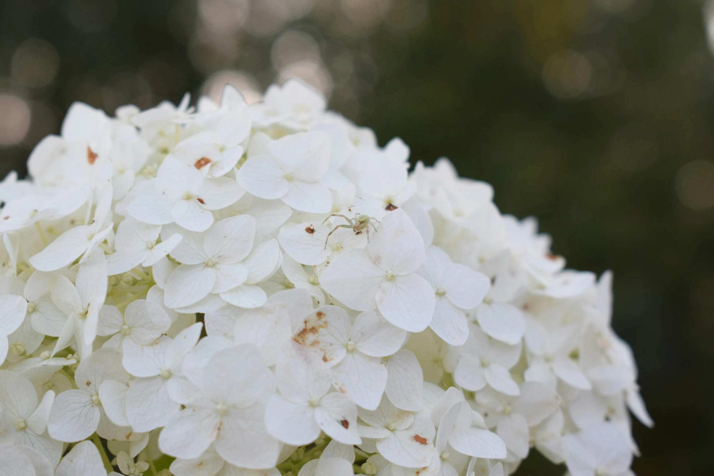 a close up of white flowers with a green background