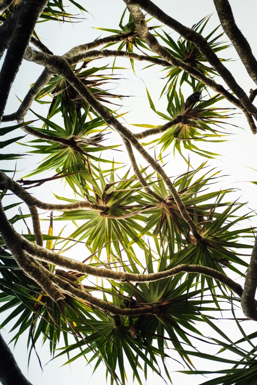 a tree has very many nches looking up into the sky