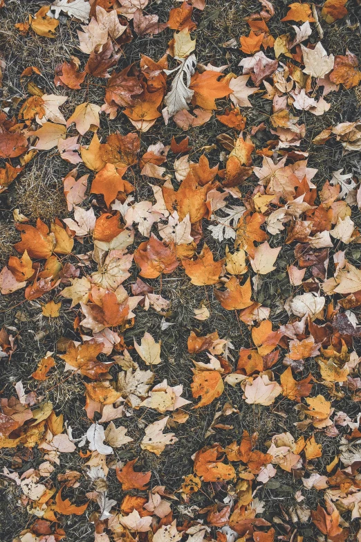 leaves are on the ground and brown has yellow