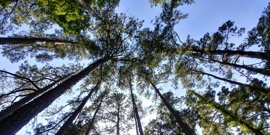 the tall trees are reaching into the sky