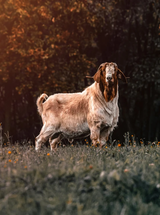 a large goat is standing in an empty field