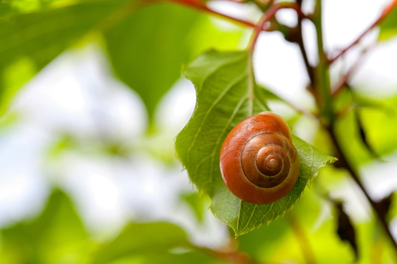 a snail on a green leafy nch