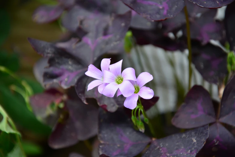 a plant with purple leaves on it