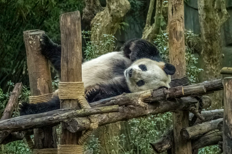 a panda bear is sitting on top of a tree