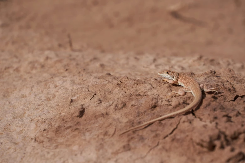 small animal in dirt area with dirt patches and rock background