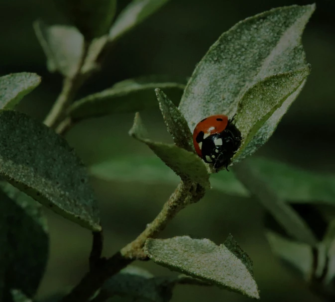 the lady bug is walking on the green leaves