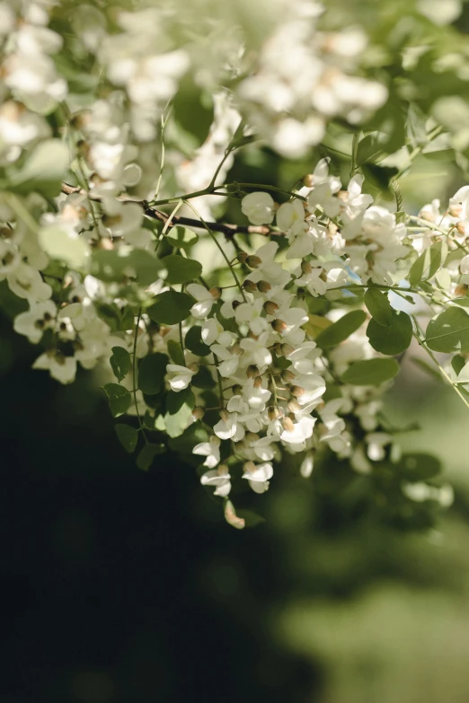 there are white flowers that are on the nch