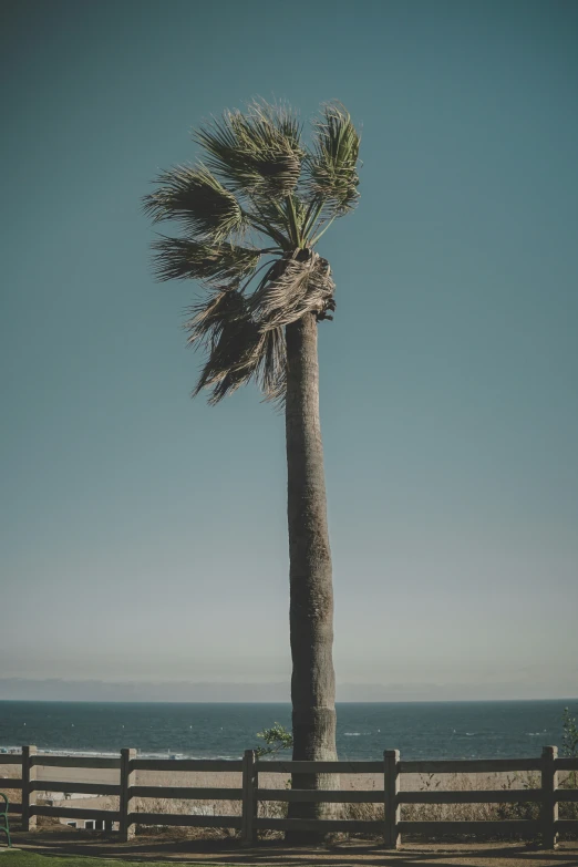 a palm tree next to a fence on the beach